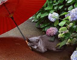 雨宿りしている動物画像ください