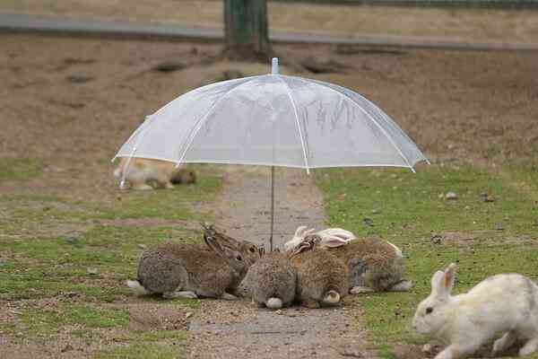 雨宿りしている動物画像ください
