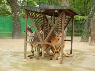 雨宿りしている動物画像ください