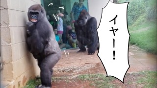 雨宿りしている動物画像ください