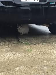 雨宿りしている動物画像ください