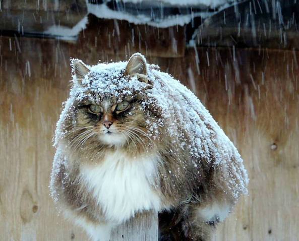 雨宿りしている動物画像ください