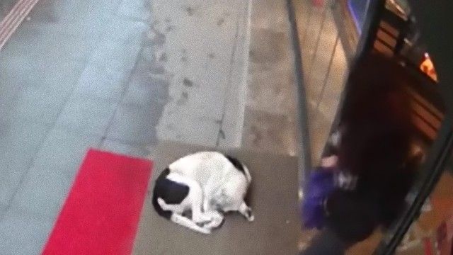雨宿りしている動物画像ください