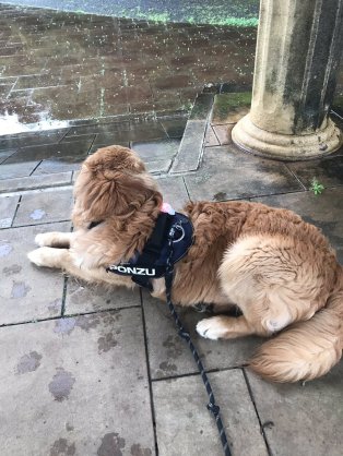 雨宿りしている動物画像ください