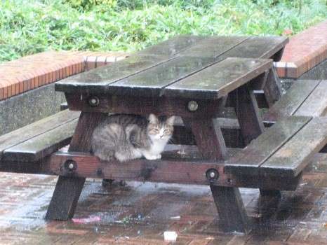 雨宿りしている動物画像ください