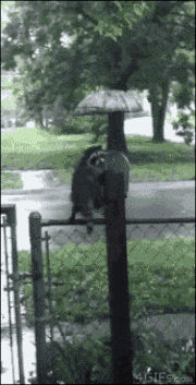 雨宿りしている動物画像ください