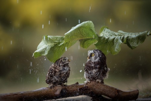 雨宿りしている動物画像ください