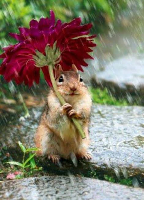 雨宿りしている動物画像ください