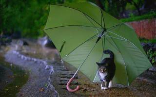 雨宿りしている動物画像ください