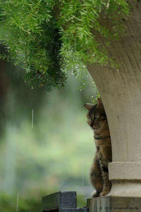 雨宿りしている動物画像ください