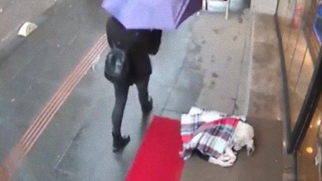 雨宿りしている動物画像ください