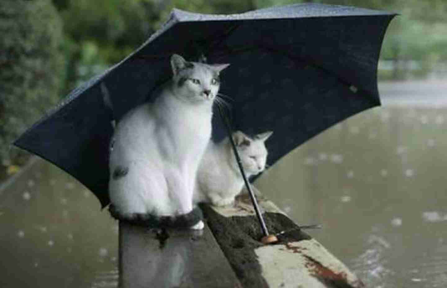 雨宿りしている動物画像ください