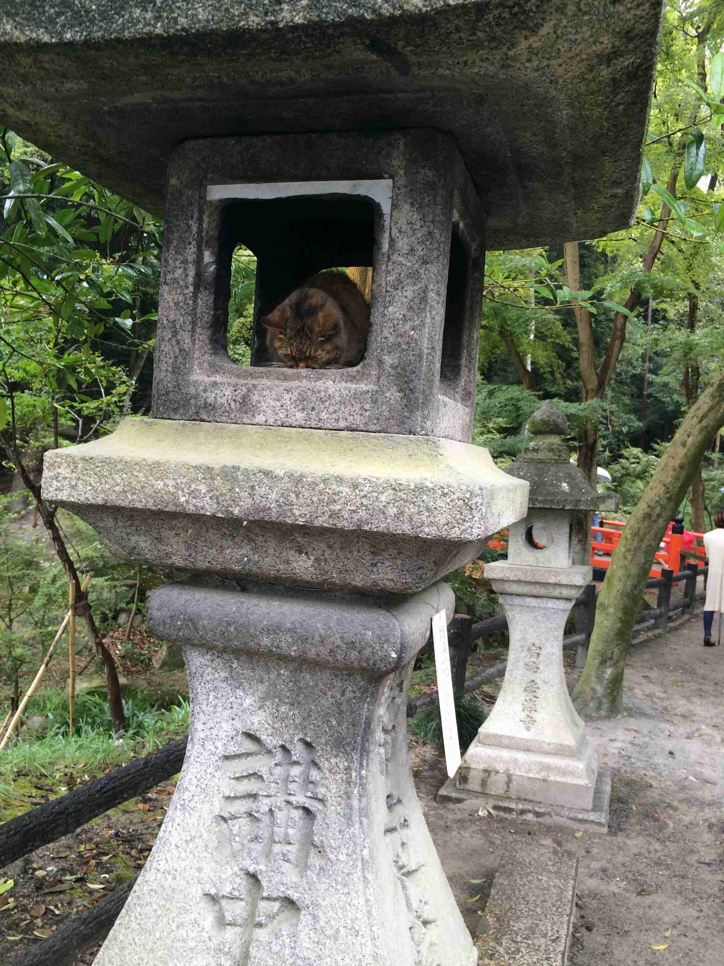 雨宿りしている動物画像ください