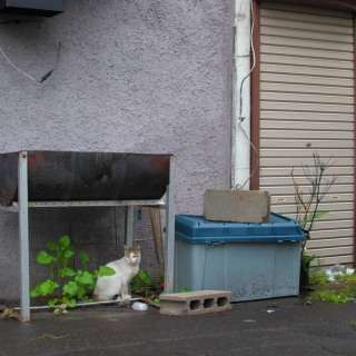 雨宿りしている動物画像ください