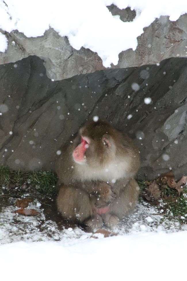 雨宿りしている動物画像ください
