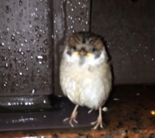 雨宿りしている動物画像ください