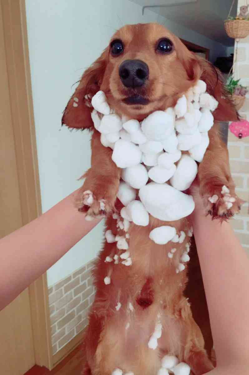 雨宿りしている動物画像ください