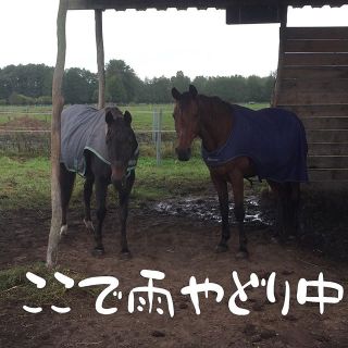 雨宿りしている動物画像ください