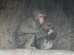 雨宿りしている動物画像ください
