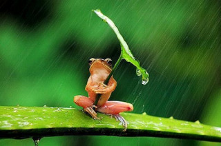 雨宿りしている動物画像ください
