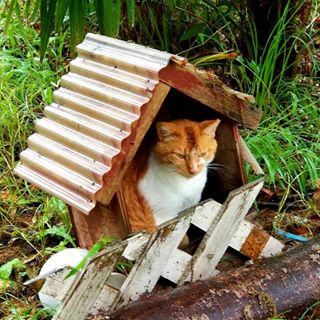 雨宿りしている動物画像ください