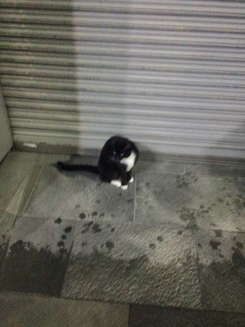 雨宿りしている動物画像ください