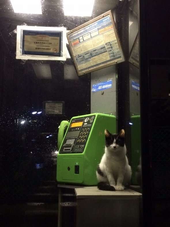 雨宿りしている動物画像ください