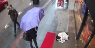 雨宿りしている動物画像ください