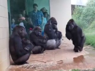 雨宿りしている動物画像ください