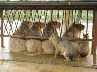 雨宿りしている動物画像ください