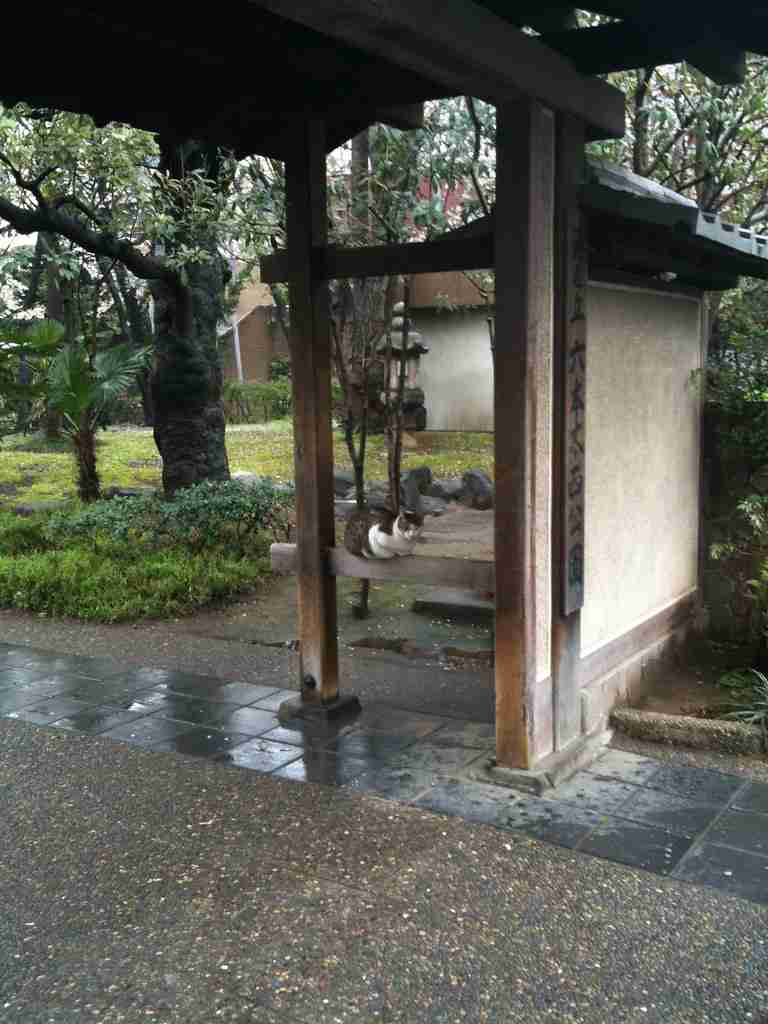 雨宿りしている動物画像ください