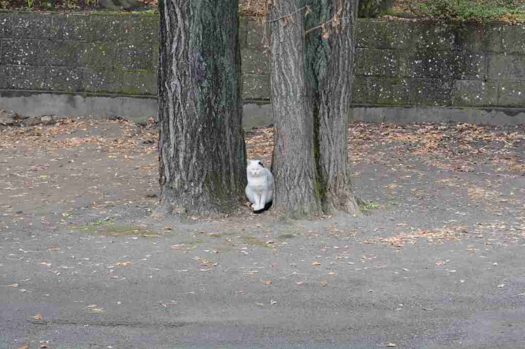 雨宿りしている動物画像ください