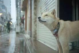 雨宿りしている動物画像ください