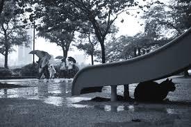雨宿りしている動物画像ください