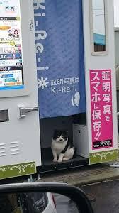 雨宿りしている動物画像ください