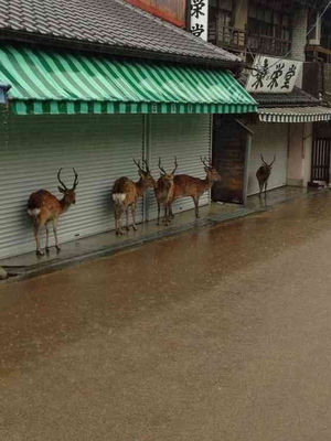 雨宿りしている動物画像ください