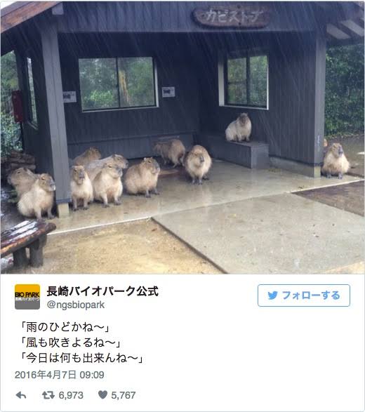 雨宿りしている動物画像ください