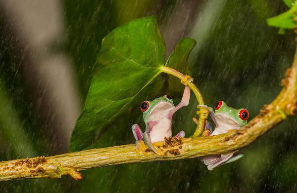 雨宿りしている動物画像ください
