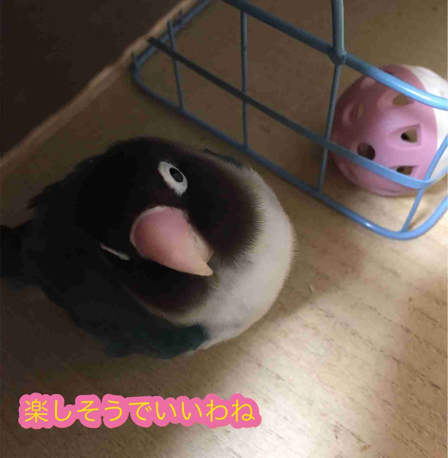 鳥カフェ(⊙ө⊙)倶楽部part6