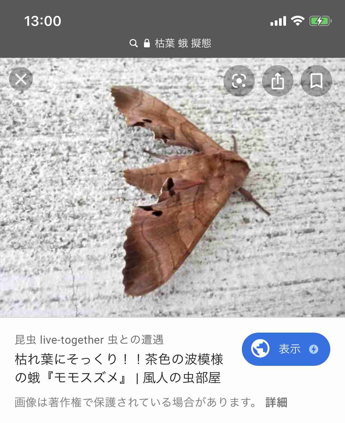 落ち葉と一体化!?  篠田麻里子の“擬態ショット”に「森の妖精」「忍者マリコ様」の声
