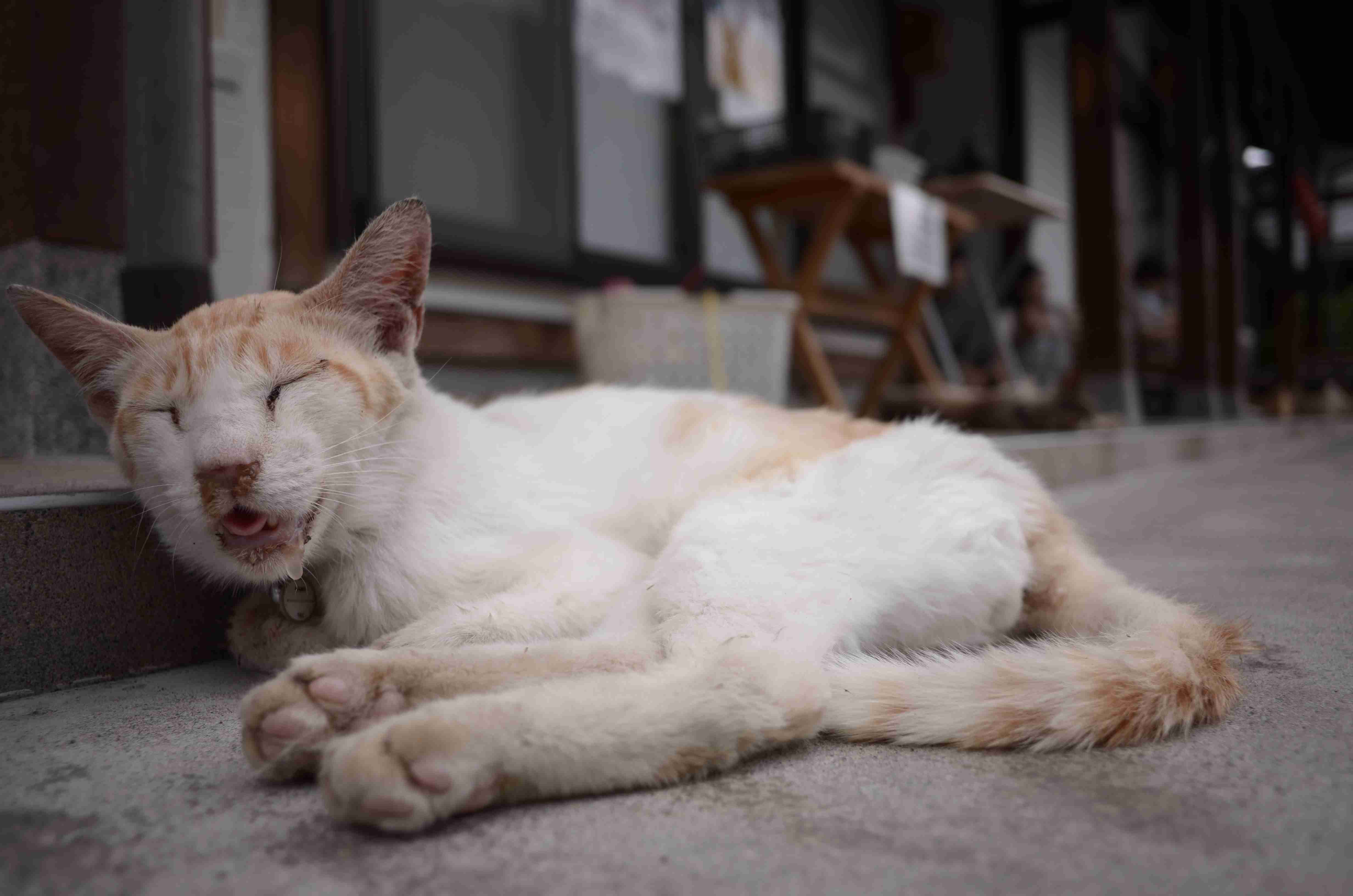 飼い主も笑いをこらえながら撮影、残念すぎる寝顔の猫が話題に
