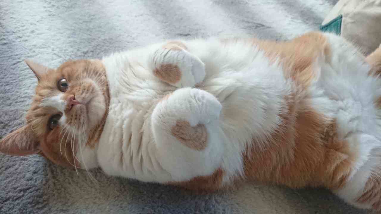 今 飼ってる ペットを紹介するトピ！