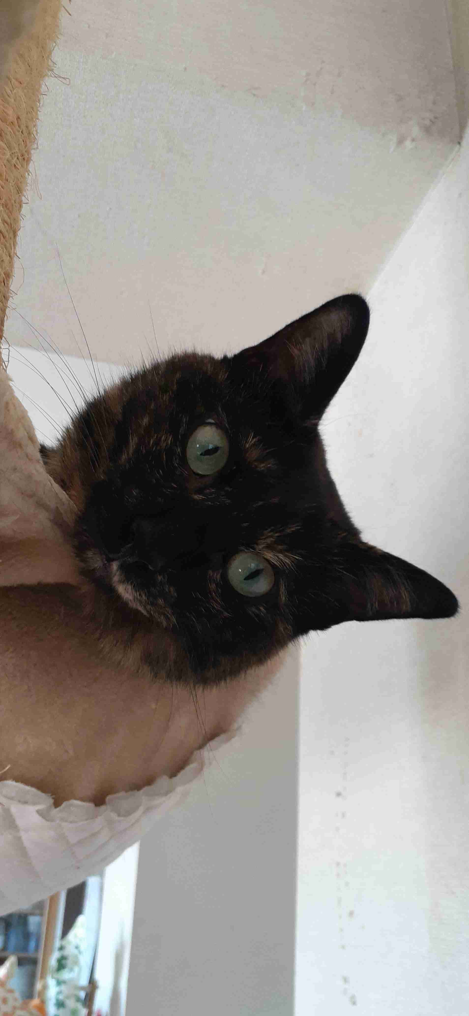 今 飼ってる ペットを紹介するトピ！