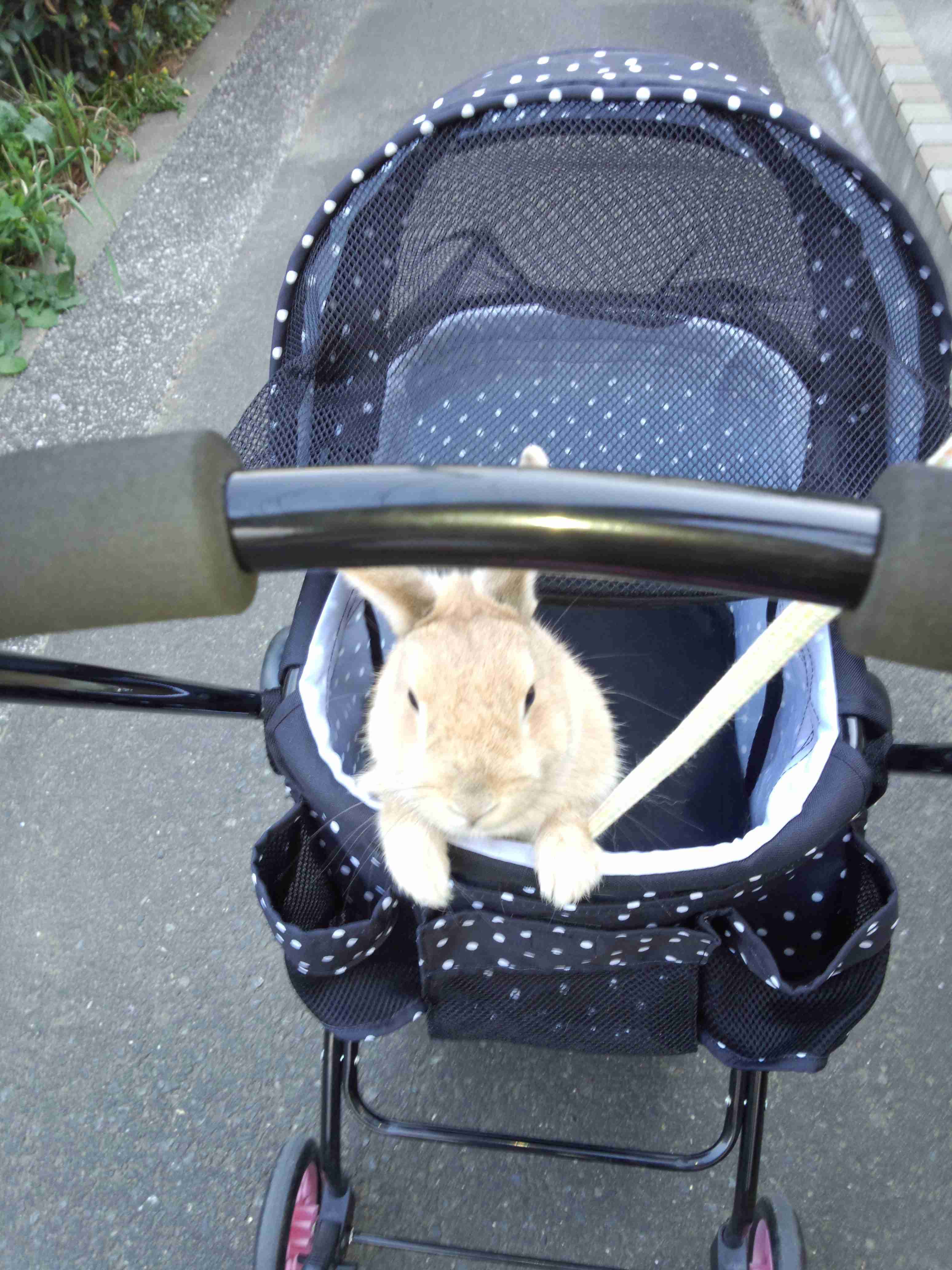 今 飼ってる ペットを紹介するトピ！