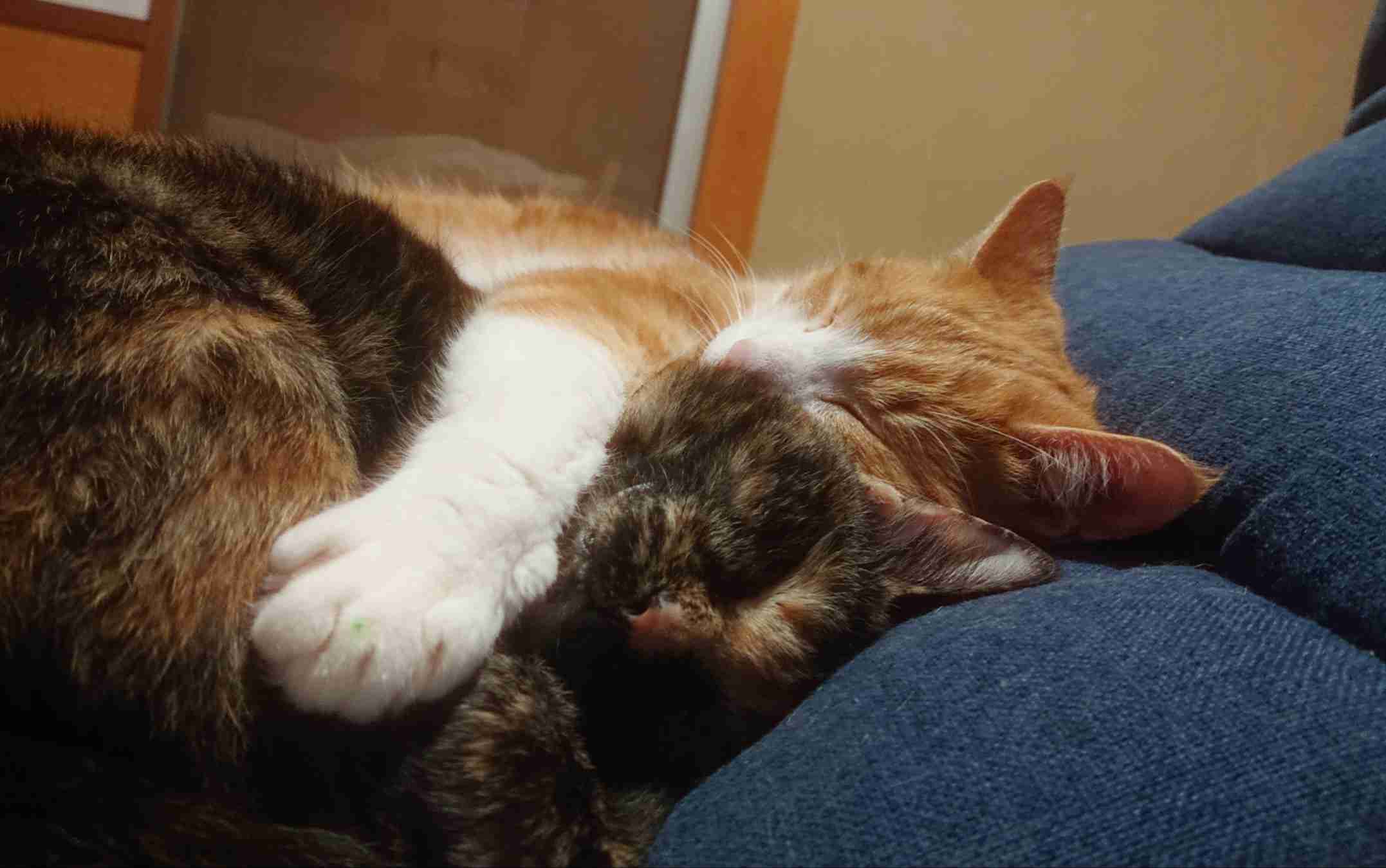 今 飼ってる ペットを紹介するトピ！