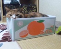 今 飼ってる ペットを紹介するトピ！