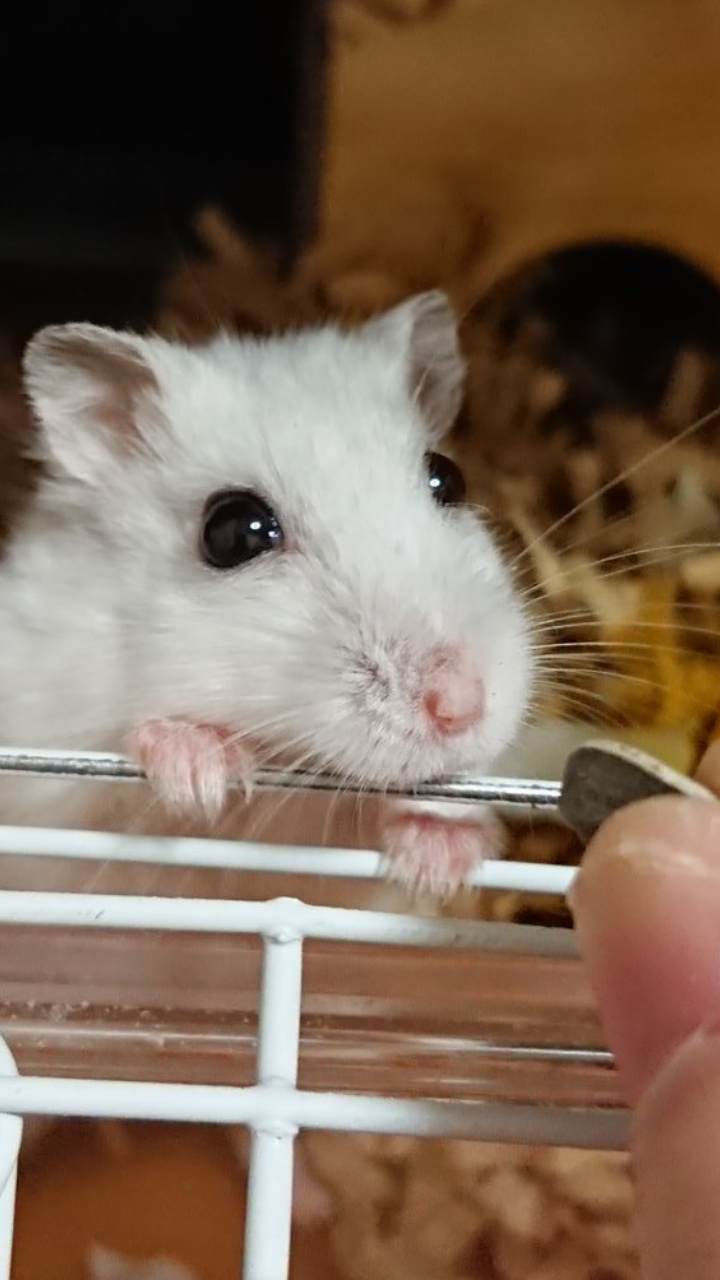 今 飼ってる ペットを紹介するトピ！