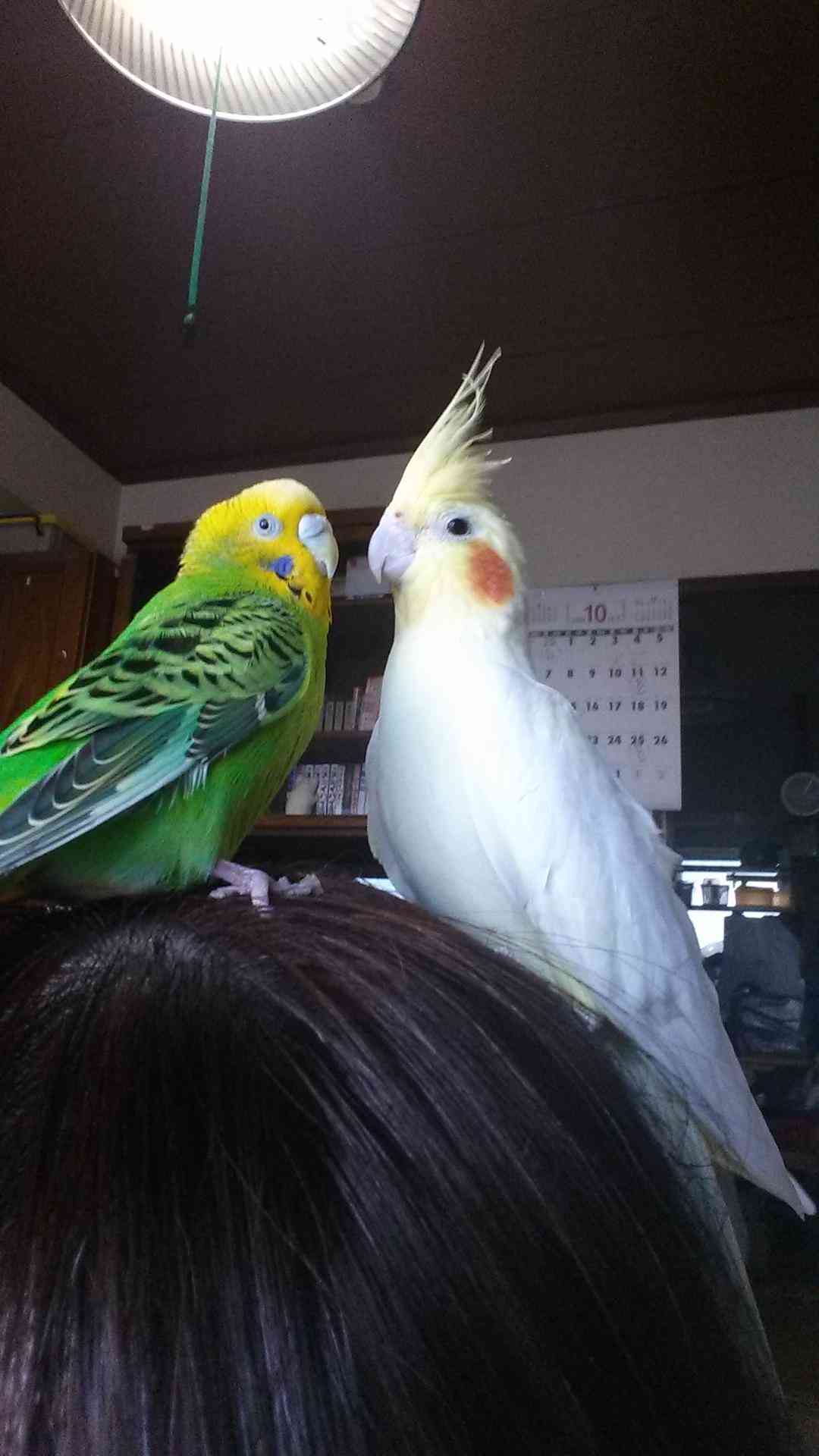 今 飼ってる ペットを紹介するトピ！