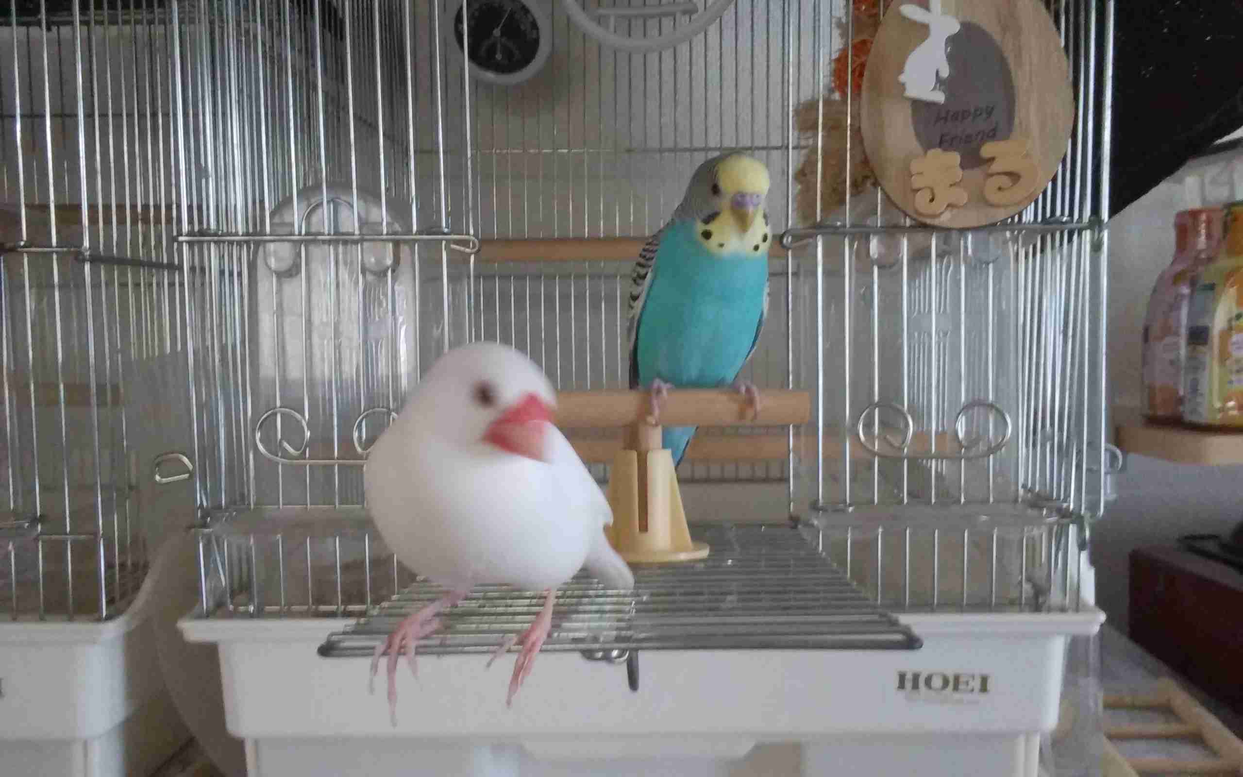今 飼ってる ペットを紹介するトピ！