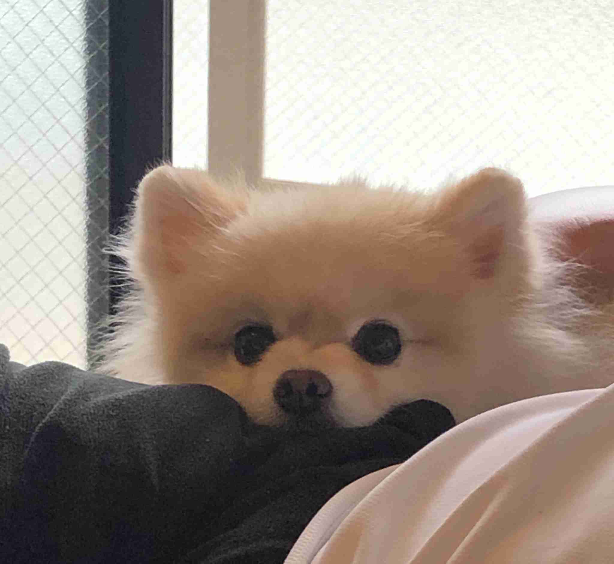 今 飼ってる ペットを紹介するトピ！